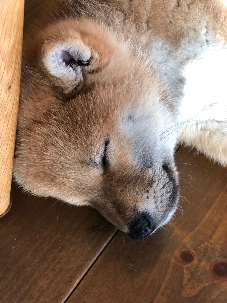 天国の父へ⑤　父が亡くなるまで～亡くなってから現在　大好きだよ！お父さん　ずーっと　生まれ変わってもお父さんの子供で生まれてきたい